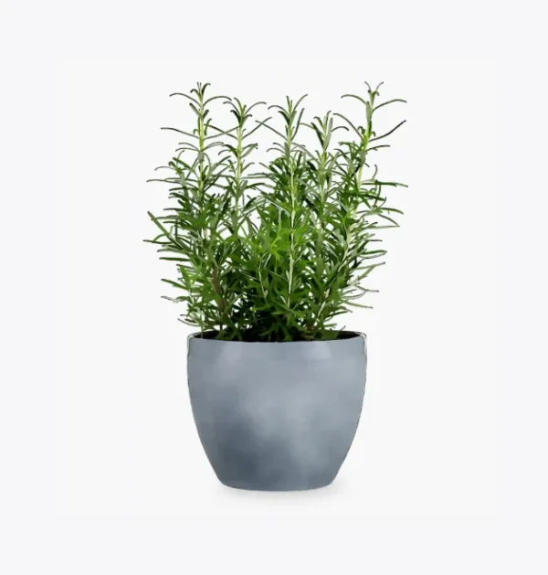 product-image-5_optimized Tellus Molestie